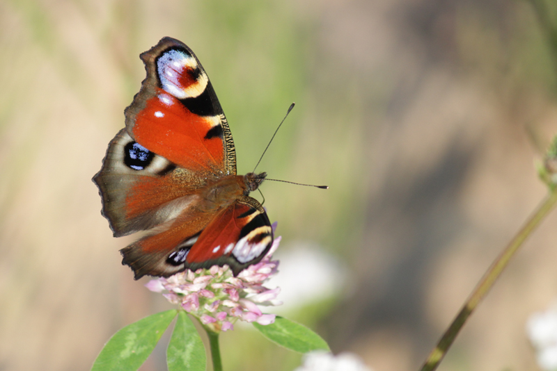 Flickrset: Macro with Canon 550D