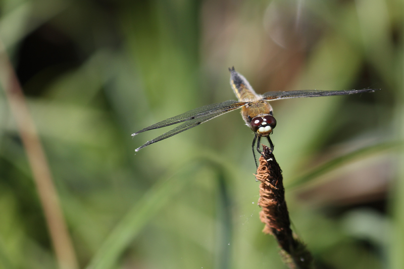 Flickrset: Macro with Canon 550D