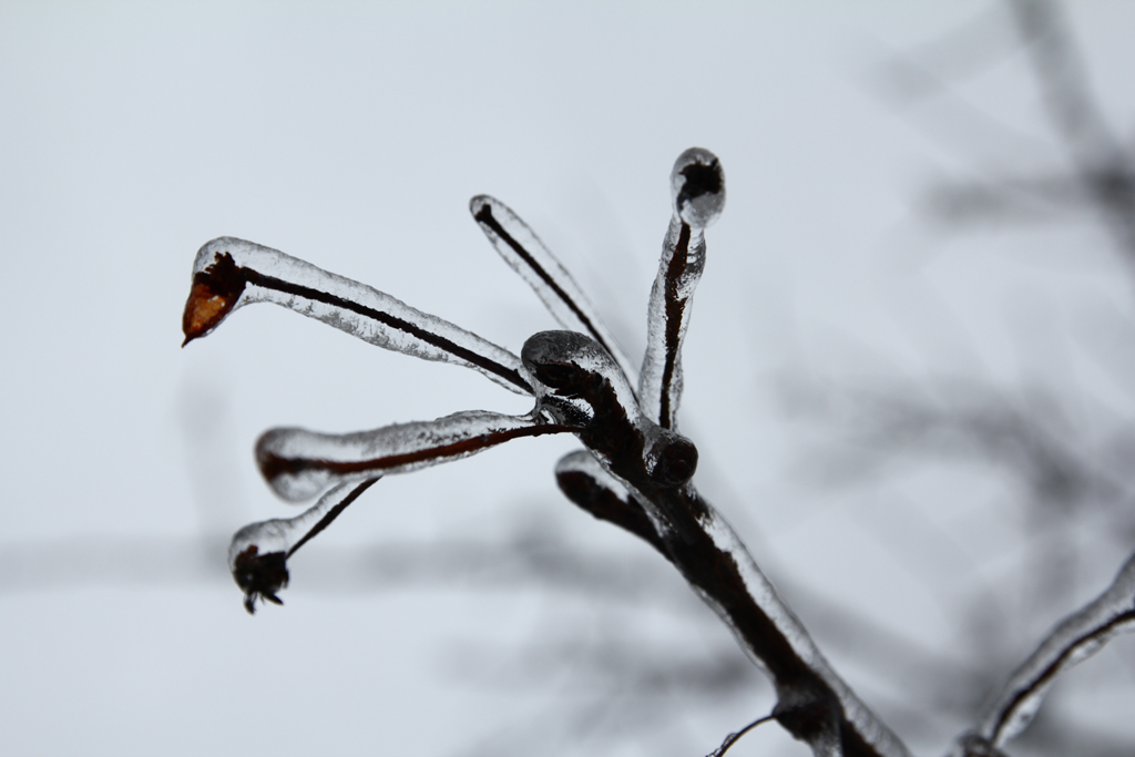 Flickrset: Frozen