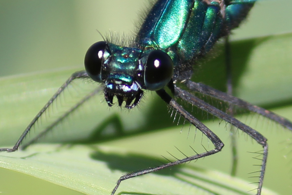 Flickrset: Macro with Canon 550D